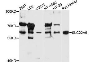 Western blot analysis of extracts of various cell lines, using SLC22A6 antibody (ABIN5970919) at 1/1000 dilution. (SLC22A6 抗体)