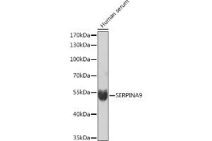 Western blot analysis of extracts of Human serum, using SERPIN Rabbit pAb (ABIN7270241) at 1:1000 dilution. (SERPINA9 抗体  (AA 110-210))