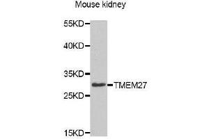 Western Blotting (WB) image for anti-Transmembrane Protein 27 (TMEM27) antibody (ABIN1875117) (TMEM27 抗体)