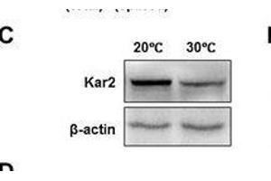 Western Blotting (WB) image for anti-Actin, beta (ACTB) (AA 1-50) antibody (ABIN724340)