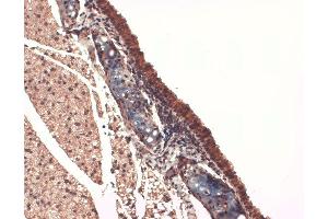Immunohistochemistry (IHC) image for anti-Solute Carrier Family 5 (Sodium/iodide Cotransporter), Member 5 (SLC5A5) (AA 468-643) antibody (Atto 488) (ABIN2484448)