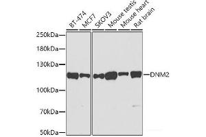 Western blot analysis of extracts of various cell lines using DNM2 Polyclonal Antibody at dilution of 1:500. (DNM2 抗体)