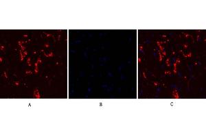 Immunofluorescence analysis of rat heart tissue. (Connexin 43/GJA1 抗体  (AA 310-390))