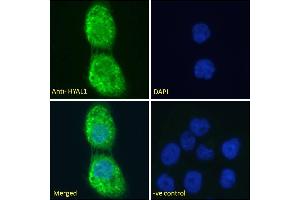 Immunofluorescence (IF) image for anti-Hyaluronidase-1 (HYAL1) (Internal Region) antibody (ABIN334421)