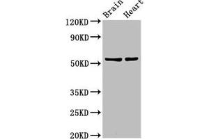 Western Blot Positive WB detected in: Rat brain tisseu, Rat heart tissue All lanes: RBM45 antibody at 12 μg/mL Secondary Goat polyclonal to rabbit IgG at 1/50000 dilution Predicted band size: 54, 38 kDa Observed band size: 54 kDa (RBM45 抗体  (AA 170-244))