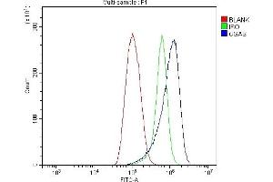 Flow Cytometry analysis of THP-1 cells using anti-CGAS antibody (ABIN7600586).