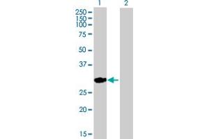 Western Blotting (WB) image for anti-Complement Component 1, Q Subcomponent, B Chain (C1QB) (AA 1-253) antibody (ABIN513853)