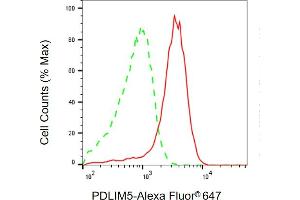 anti-PDZ and LIM Domain 5 (PDLIM5) antibody