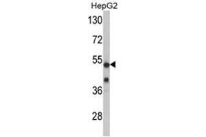 Western blot analysis of PFTK1 Antibody (N-term P82) in mouse cerebellum tissue lysates (35ug/lane). (CDK14 抗体  (N-Term))
