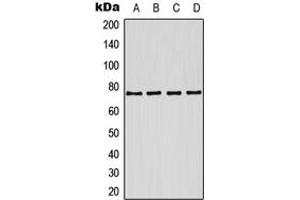 Western blot analysis of Kv7. (KCNQ1 抗体  (Center))