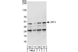 Western Blotting (WB) image for anti-Upstream Transcription Factor 2, C-Fos Interacting (USF2) (AA 150-200) antibody (ABIN7453413)