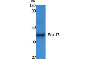 Western Blotting (WB) image for anti-SRY (Sex Determining Region Y)-Box 17 (SOX17) (Internal Region) antibody (ABIN3178087) (SOX17 抗体  (Internal Region))