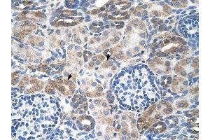 SLC14A1 antibody was used for immunohistochemistry at a concentration of 4-8 ug/ml to stain Epithelial cells of renal tubule (arrows) in Human Kidney. (SLC14A1 抗体  (C-Term))