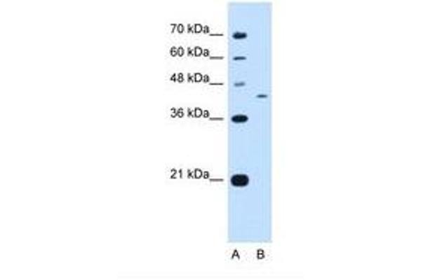 PRRC2B Antikörper  (AA 101-150)