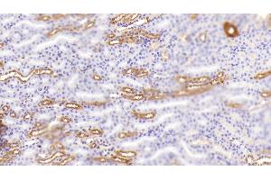 Detection of UMOD in Mouse Kidney Tissue using Polyclonal Antibody to Uromodulin (UMOD) (Uromodulin 抗体  (AA 335-590))
