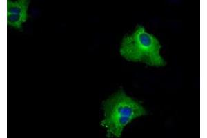 Anti-RALBP1 mouse monoclonal antibody (ABIN2453579) immunofluorescent staining of COS7 cells transiently transfected by pCMV6-ENTRY RALBP1 (RC201524). (RALBP1 抗体)
