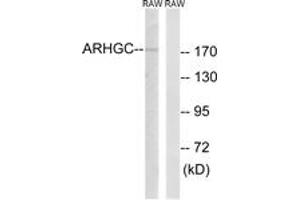 Western blot analysis of extracts from RAW264. (ARHGEF12 抗体  (AA 449-498))
