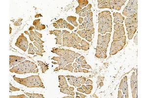 C20orf27 Antibody at 1/100 staining rat muscle tissue by IHC-P. (C20ORF27 抗体)