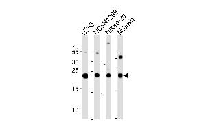 UCHL1 Antibody (C-term) (ABIN388870 and ABIN2839166) western blot analysis in ,NCI-,mouse Neuro-2a cell line and mouse brain tissue lysates (35 μg/lane). (UCHL1 抗体  (C-Term))