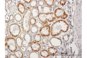 Immunoperoxidase of purified MaxPab antibody to ACADM on formalin-fixed paraffin-embedded human kidney. (Medium-Chain Specific Acyl-CoA Dehydrogenase, Mitochondrial (AA 1-421) 抗体)