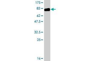 Western Blot detection against Immunogen (81.
