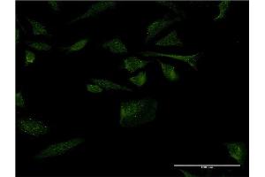 Immunofluorescence (IF) image for anti-RAN Guanine Nucleotide Release Factor (RANGRF) (AA 1-146) antibody (ABIN949230)