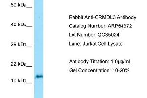 Western Blotting (WB) image for anti-ORM1-Like 3 (ORMDL3) (N-Term) antibody (ABIN2774396) (ORMDL3 抗体  (N-Term))