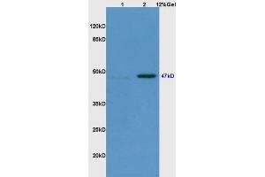 Lane 1: mouse embryo lysates Lane 2: mouse brain lysates probed with Anti Phospho-Smad3(Ser423/425) Polyclonal Antibody, Unconjugated (ABIN746138) at 1:200 in 4 °C.