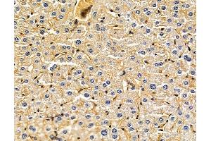 ABIN7095956 and ABIN7100018 at 1/100 staining mouse liver tissue by IHC-P. (PLA2G3 抗体)
