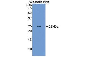 Western Blotting (WB) image for anti-Growth Hormone 1 (GH1) (AA 28-216) antibody (ABIN3209616) (Growth Hormone 1 抗体  (AA 28-216))