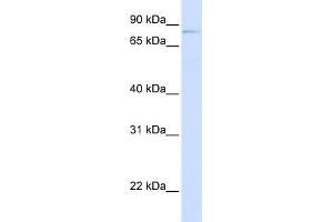WB Suggested Anti-OLFML2B Antibody Titration:  0.