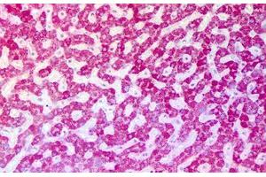 Anti-ASPM antibody IHC staining of human liver. (ASPM 抗体  (Internal Region))