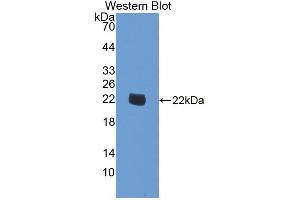 Western blot analysis of recombinant Human SMOX. (SMOX 抗体  (AA 1-165))