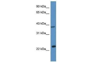 Western Blot showing Ercc1 antibody used at a concentration of 1. (ERCC1 抗体  (C-Term))