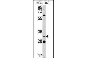 Western blot analysis of PITX1 antibody (Center) (ABIN391506 and ABIN2841469) in NCI- cell line lysates (35 μg/lane). (PITX1 抗体  (AA 123-150))