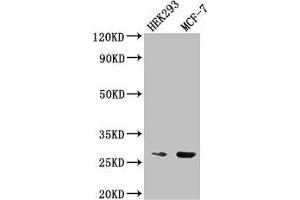 Western Blot Positive WB detected in: HEK293 whole cell lysate, MCF-7 whole cell lysate All lanes: NUDT21 antibody at 2.