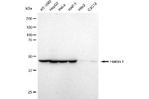 Western blotting analysis using Flotillin 1 antibody (ABIN7798631). (Recombinant Flotillin 1 抗体)