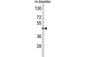Western Blotting (WB) image for anti-Lumican (LUM) antibody (ABIN3003324)