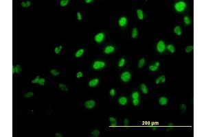 Immunofluorescence (IF) image for anti-Tripartite Motif Containing 36 (TRIM36) (AA 391-499) antibody (ABIN565875)