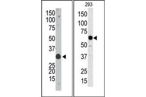 Image no. 1 for anti-Apolipoprotein B mRNA Editing Enzyme, Catalytic Polypeptide 1 (APOBEC1) (N-Term) antibody (ABIN356861) (APOBEC1 抗体  (N-Term))
