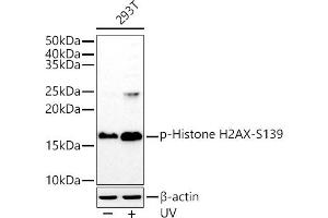 Western blot analysis of extracts of 293T cells, using Phospho-Histone H2AX-S139 antibody (ABIN6135258, ABIN6136140, ABIN6136141 and ABIN7101881) at 1:1000 dilution. (Histone H2A 抗体  (pSer139))