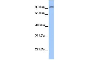 CDH16 antibody used at 1 ug/ml to detect target protein. (Cadherin-16 抗体  (N-Term))