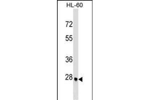 ARGFX Antibody (Center) (ABIN1537723 and ABIN2849257) western blot analysis in HL-60 cell line lysates (35 μg/lane). (ARGFX 抗体  (AA 103-132))