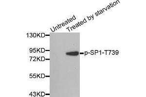 Western blot analysis of extracts from 3T3 cells, using Phospho-SP1-T739 antibody. (SP1 抗体  (pThr739))