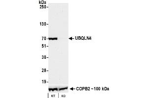 Western Blotting (WB) image for anti-Ubiquilin 4 (UBQLN4) (AA 2-601) antibody (ABIN7455161) (Recombinant UBQLN4 抗体  (AA 2-601))