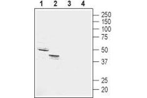 Western blot analysis of rat (lanes 1 and 3) and mouse (lanes 2 and 4) kidney membranes: - 1,2. (GPR4 抗体  (Extracellular))