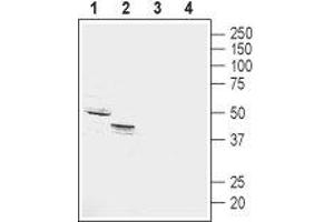 Western blot analysis of rat (lanes 1 and 3) and mouse (lanes 2 and 4) kidney membranes: - 1,2. (GPR4 抗体  (2nd Extracellular Loop))