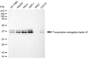 anti-Transcription Elongation Factor A Protein 1 (TCEA1) antibody