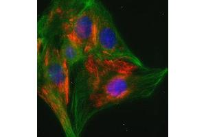 Indirect immunofluorescence on 3T3 cells (dilution 1 : 100; red) in combination with the monoclonal antibody against α-tubulin (, dilution 1 : 500; green). (Caveolin-1 抗体  (AA 1-17))