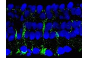 Immunostaining of salamander retina showing labeling of 14-3-3 protein when phosphorylated at Ser58 in Müller glial cells in green and DNA in blue.